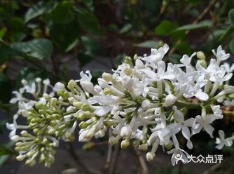 作为哈尔滨市市花--丁香