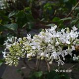 作为哈尔滨市市花--丁香