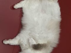 -和它·交个朋友·狗咖猫咖(爱琴海店)