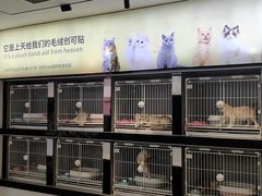 -翊宠yipet猫狗购宠庄园犬舍•猫舍