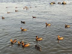 -深圳湾公园(南山区)
