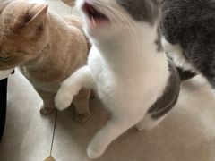 -Catmate·猫肥家润(金润铂宫店)