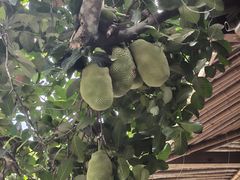 -海南槟榔谷黎苗文化旅游区