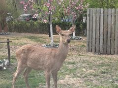 -银树楼(紫玉山庄东区店)