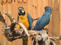 -南宫五洲植物乐园