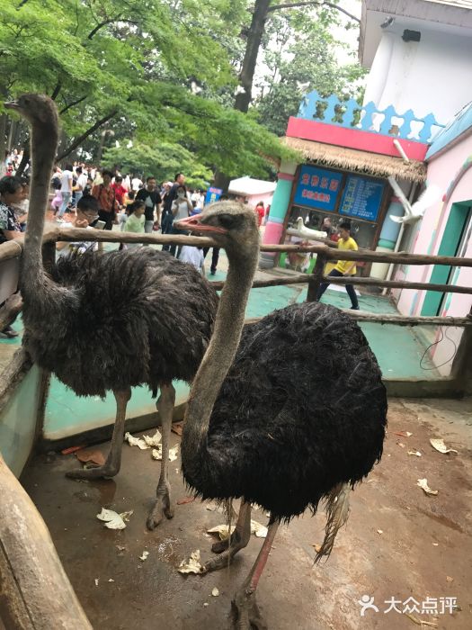 南京市紅山森林動物園圖片