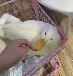 -Moni星球萌宠·小马宝莉·灵蛇·高端高阶全萌宠互动体验俱乐部(红豆国际广场店)