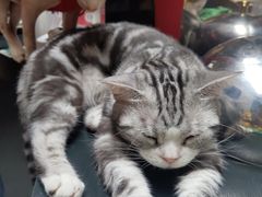 -猫色咖啡·猫咖