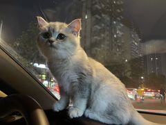 -子乐宠物医院