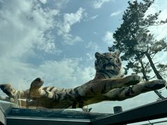 -西霞口神雕山野生动物世界