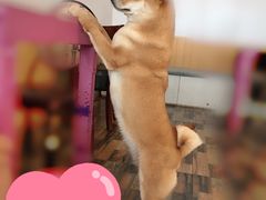 -柴源莊·柴小宠柴犬咖啡