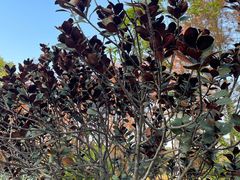 -东莞植物园