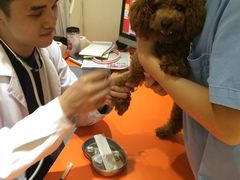 -创凡宠物医院·骨专科  猫科中心(西乡分院)