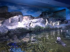 -暹罗海洋世界