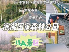 -合肥滨湖国家森林公园