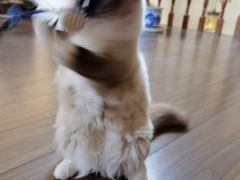 -瑞派福兴宠物医院犬猫全科·骨科·中西医结合(河东店)