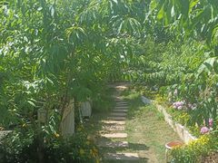 -桃源山庄·水蜜桃采摘·柴火鸡·烧烤团建(龙泉山店)