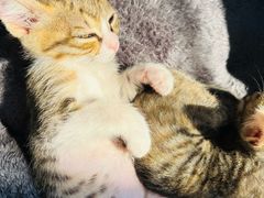 -御宝贝·A梦猫科宠物医院(国际猫友好医院)