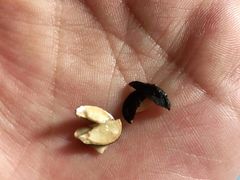 -刘艳明炒货(小心桥店)