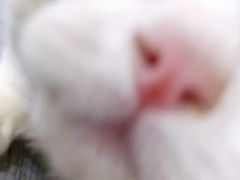 -喜洋洋宠物医院(震川路总店)