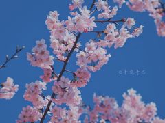 -顾村公园