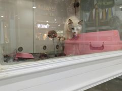 -糯米喵星人·撸猫猫舍咖啡馆(西市场嘉华店)