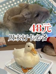 -Moni星球萌宠·小马宝莉·灵蛇·高端高阶全萌宠互动体验俱乐部(红豆国际广场店)