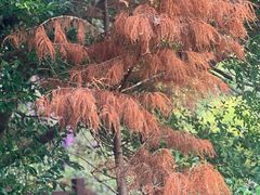 -广州白江湖森林公园