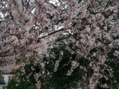 -桃花堤公园