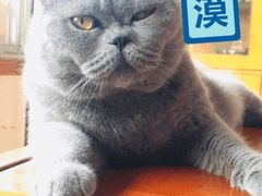 -汪喵宠物医院·骨科心脏影像·犬猫急重症ICU诊疗中心(成华分院)