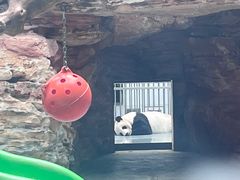 -石家庄市动物园