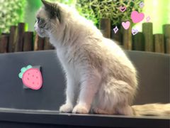 -极木²邸 人与宠物·互动社区