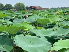-荷塘月色湿地公园·向阳花洲