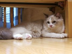 -滚猫咖啡·猫咖·猫友好撸猫(未来城店)