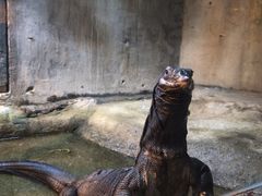 -深圳野生动物园