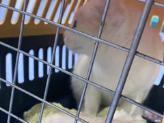 -博特宠物医院24h犬猫全科.骨科·异宠