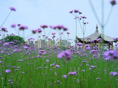 -杭州城北体育公园