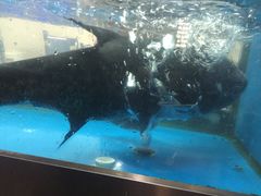 -千岛湖城中湖游船码头