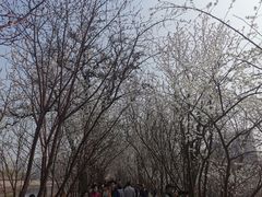 -桃花堤公园