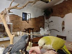 -深圳鸟咖鹦花岛