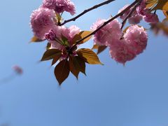 -高东镇樱花园