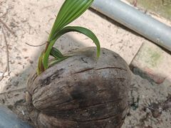 -东郊椰林