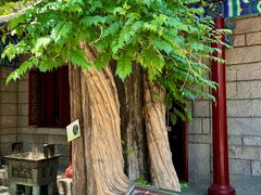 -青岛崂山太清宫