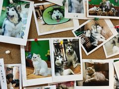 -李小姐の猫咖啡馆(五角场店)
