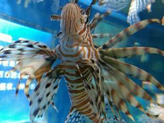 -福州罗源湾海洋世界旅游区