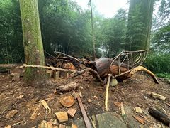 -天目山大树王景区