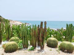 -广东惠东海龟国家级自然保护区