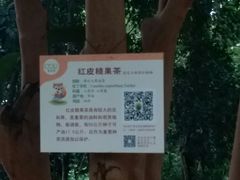 -南宁良凤江国家森林公园