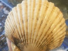 -小铜锣湾海鲜家常菜馆(河西店)