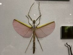 -上海昆虫博物馆